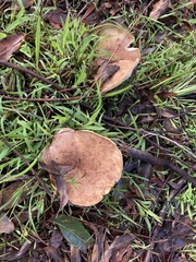 Leucopaxillus eucalyptorum