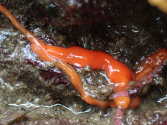 Tubulanus