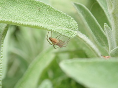 Oxyopes