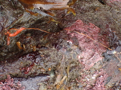 Tubulanus