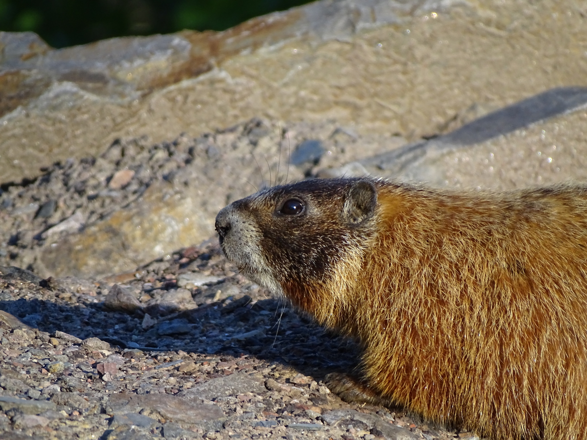 NORLHA ノラ FEATHER RACETRACK MARMOT Driftless Area – VanMarmot's Travels