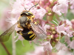 Anthidium florentinum