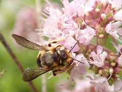 Anthidium florentinum