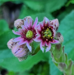 Sempervivum globiferum