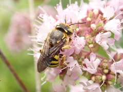 Anthidium florentinum