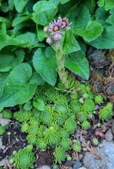 Sempervivum globiferum