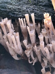 Artomyces austropiperatus