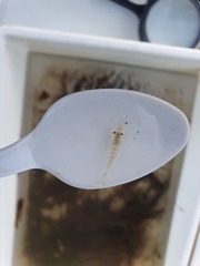 Paratya curvirostris