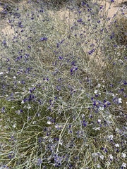 Psorothamnus scoparius