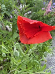 Papaver nudicaule