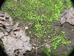 Fissidens osmundioides