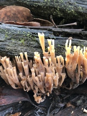 Artomyces austropiperatus