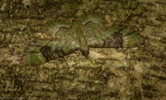 Gymnoscelis callichlora