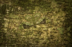 Gymnoscelis callichlora