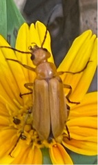 Nemognatha punctulata