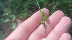 Carex hirsutella