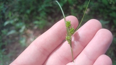 Carex hirsutella
