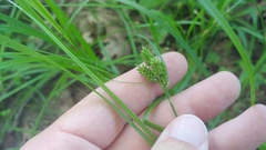Carex hirsutella