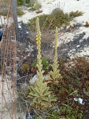 Verbascum litigiosum