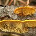 黏褶菌屬 - Photo (c) Jason Hollinger，保留部份權利CC BY