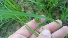 Carex hirsutella