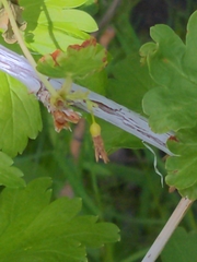 Ribes hudsonianum
