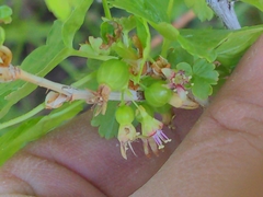 Ribes hudsonianum