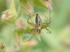 Oxyopes
