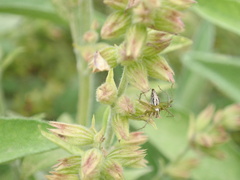 Oxyopes
