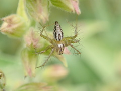 Oxyopes