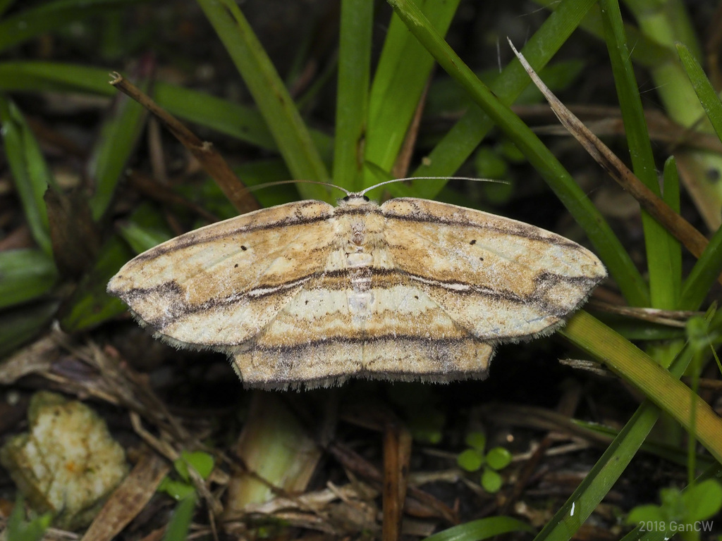 Phalacra nigrilineata