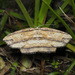 Phalacra nigrilineata - Photo (c) CheongWeei Gan, some rights reserved (CC BY-NC), uploaded by CheongWeei Gan