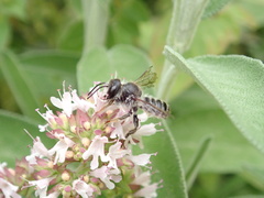 Megachile