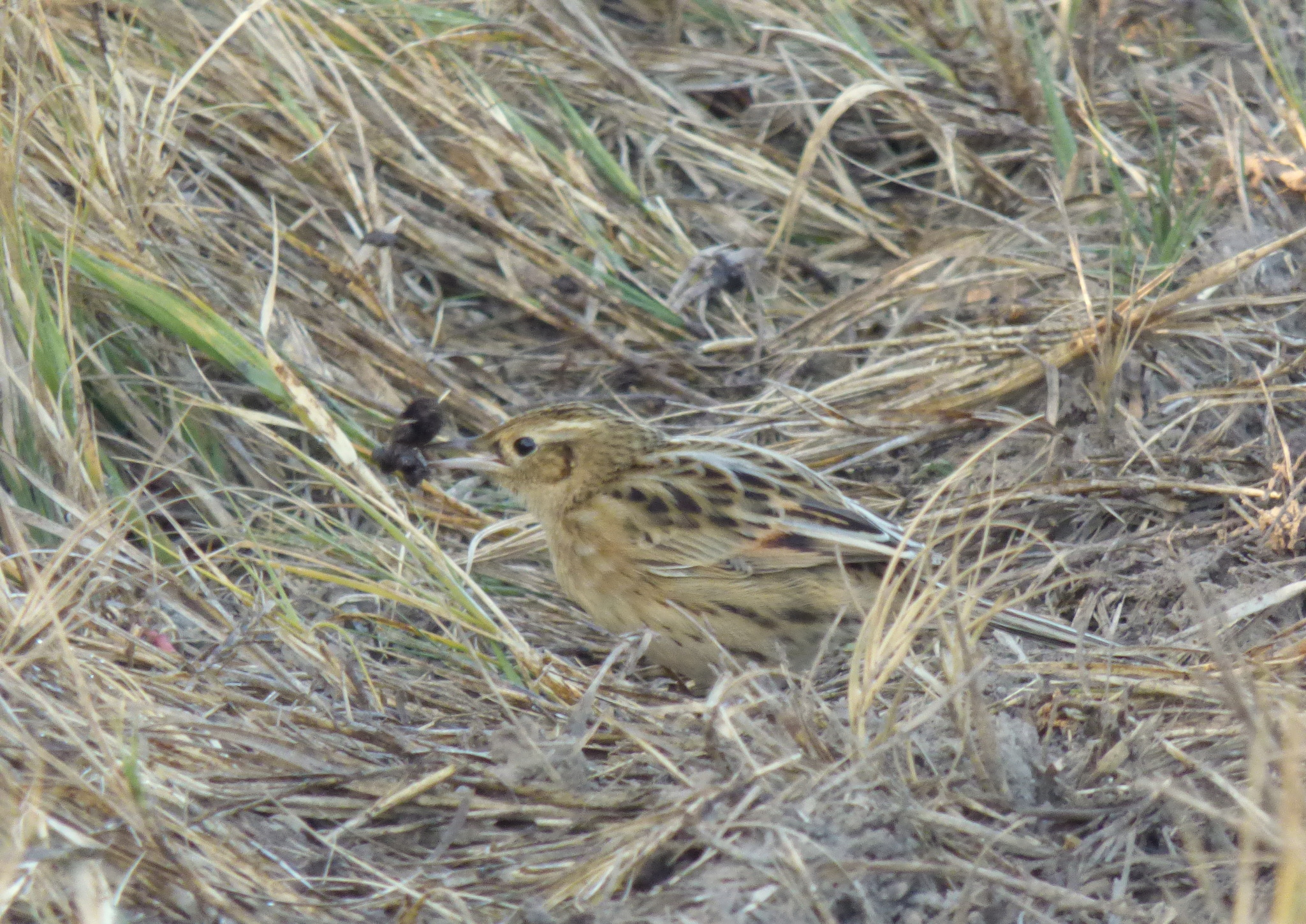 Hudson's Canastero (Asthenes hudsoni), photo 10