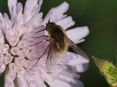 Bombylisoma