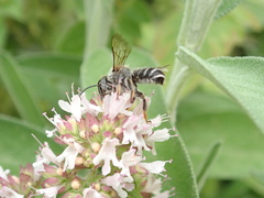 Megachile