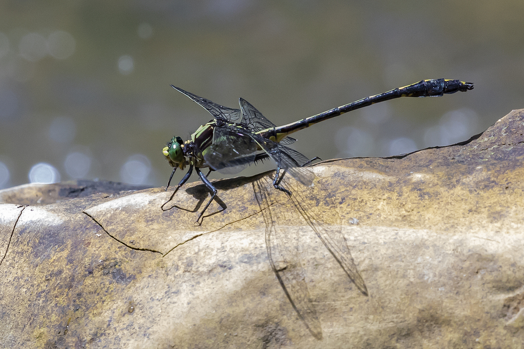 Black-shouldered Spinyleg