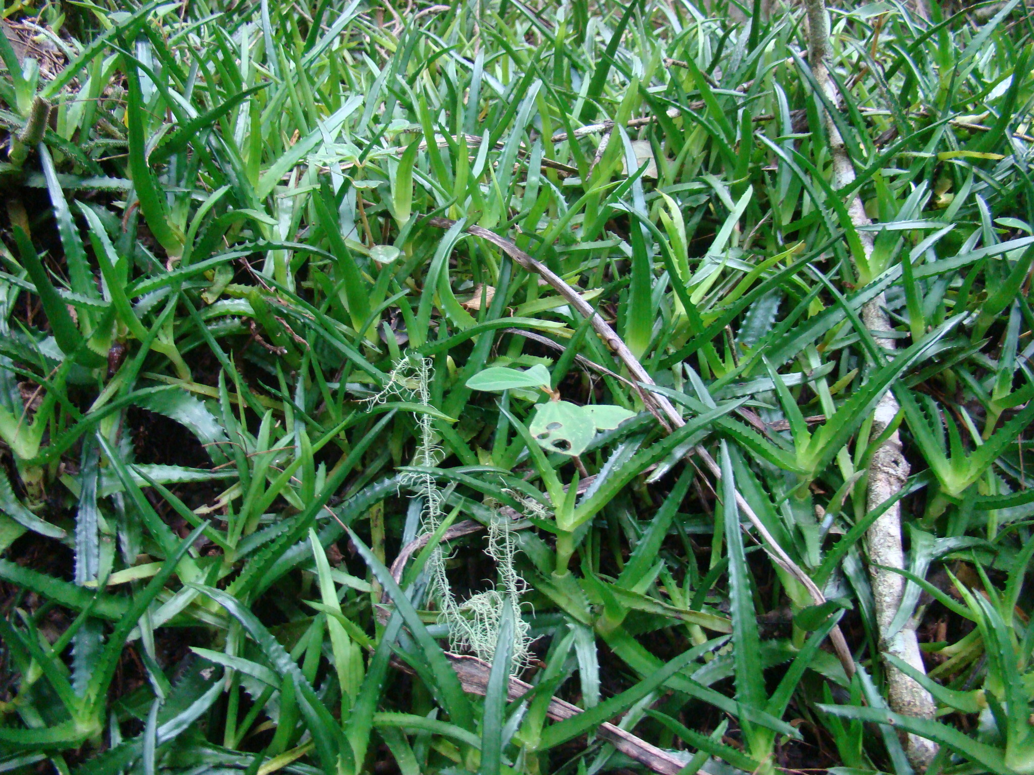 Aloe analavelonensis