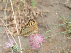 Argynnis pandora