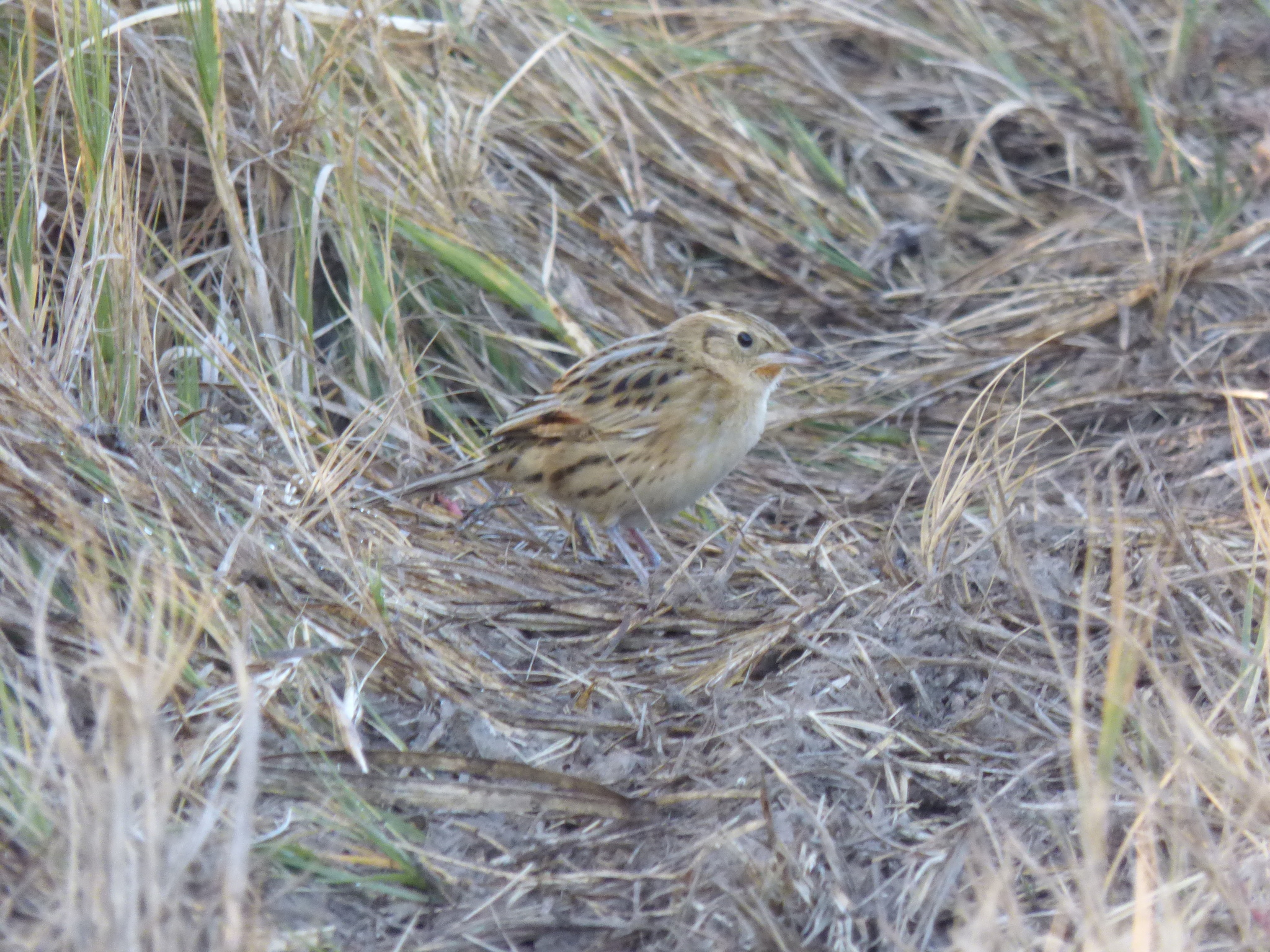 Hudson's Canastero (Asthenes hudsoni), photo 9