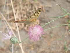 Argynnis pandora
