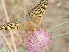 Argynnis pandora