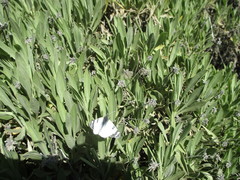 Euchloe eversi