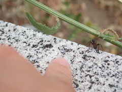 Camponotus cruentatus