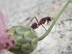Camponotus cruentatus