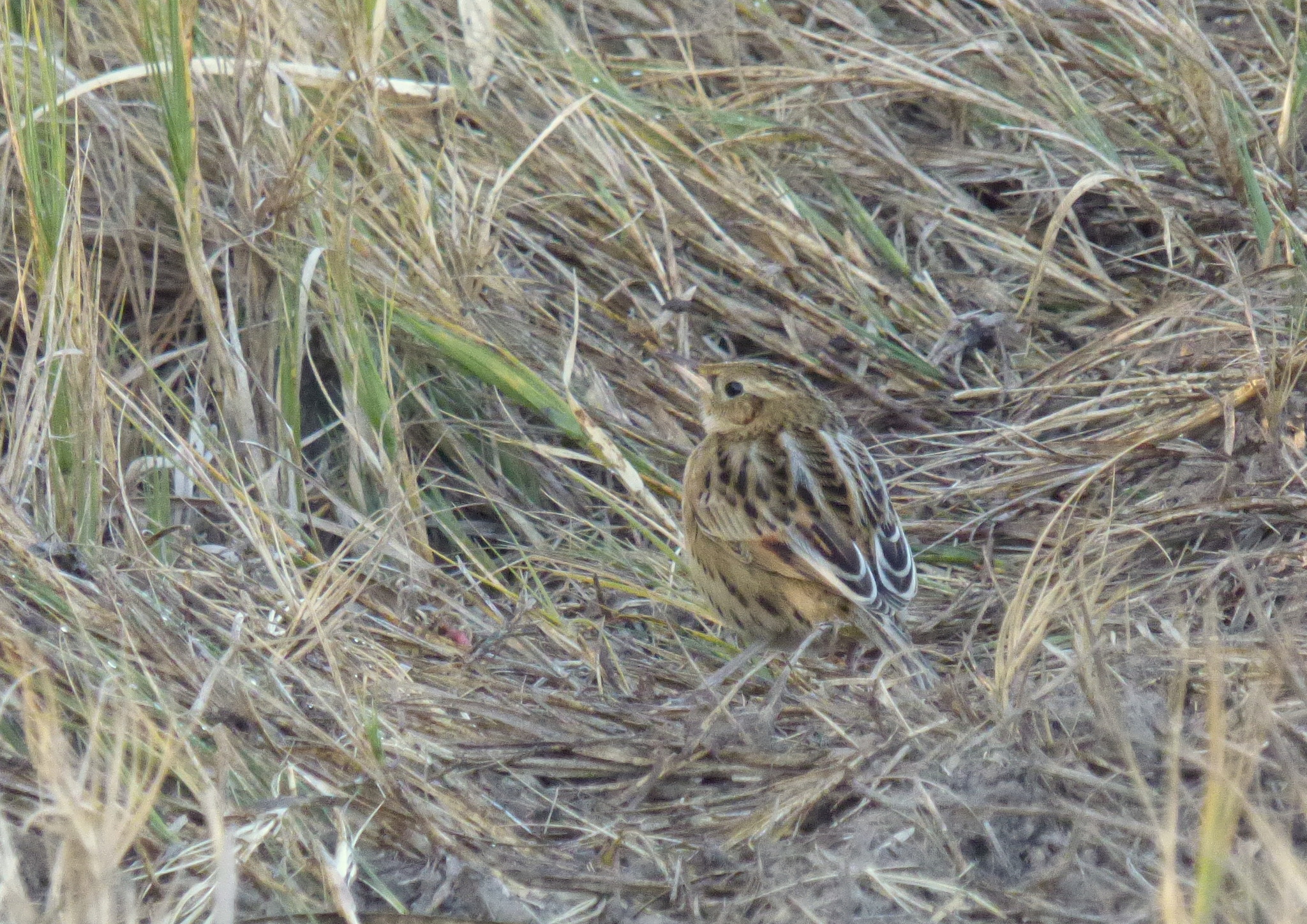 Hudson's Canastero (Asthenes hudsoni), photo 8