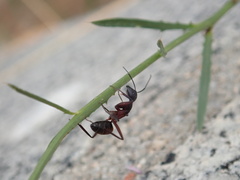 Camponotus cruentatus
