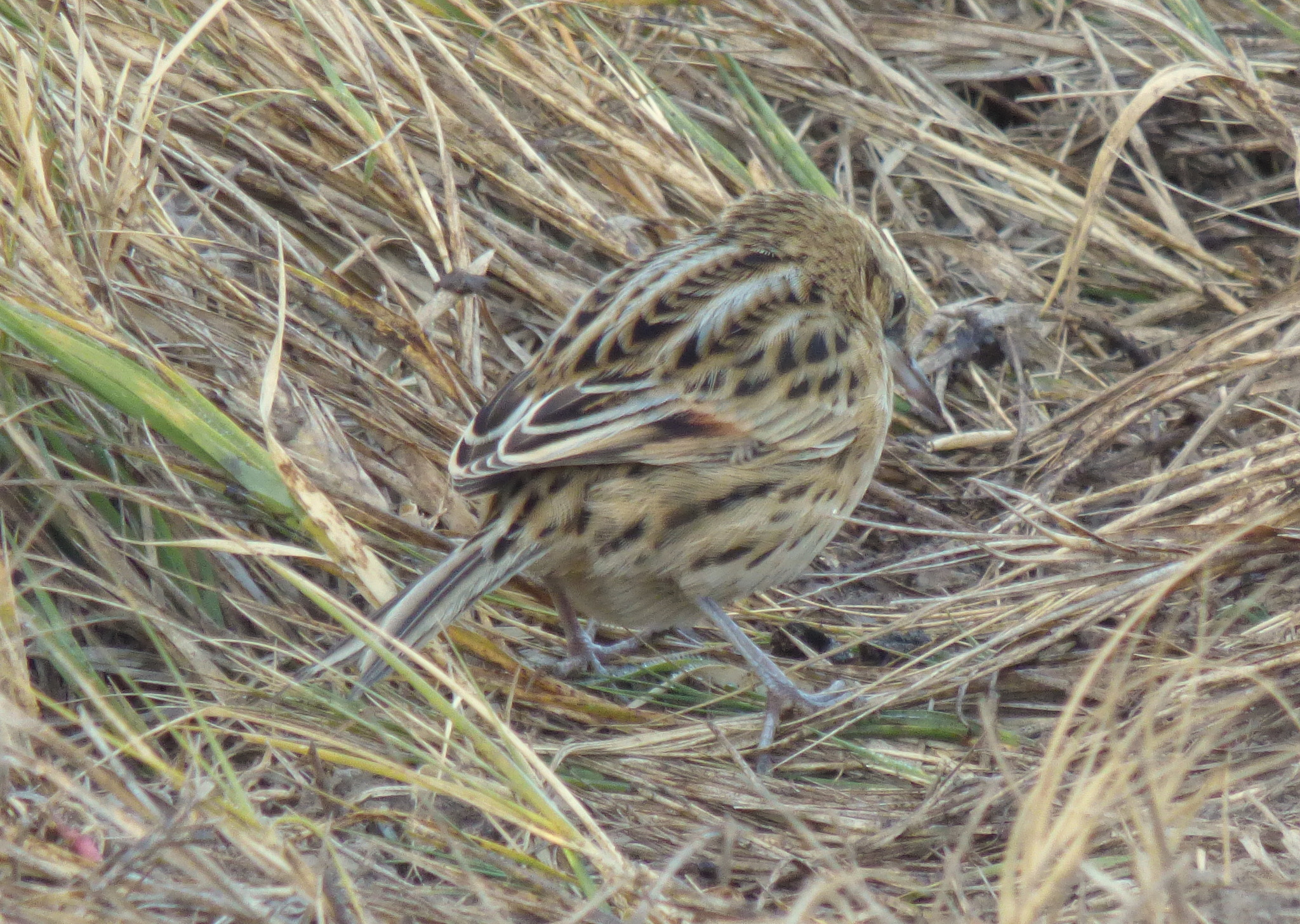 Hudson's Canastero (Asthenes hudsoni), photo 7
