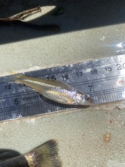 Notropis stramineus