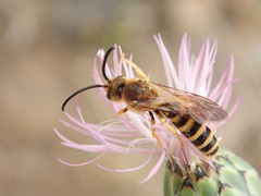 Halictus